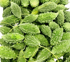 Indian Small Karela