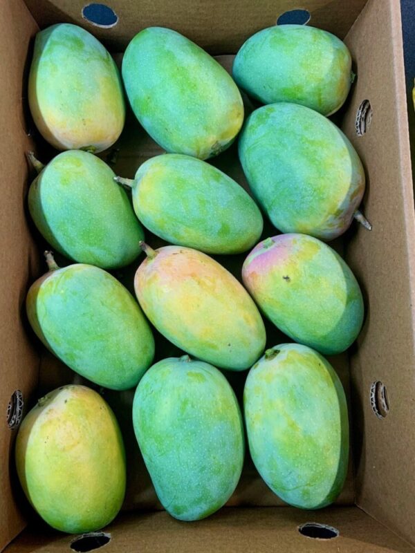 Kesar Mangoes