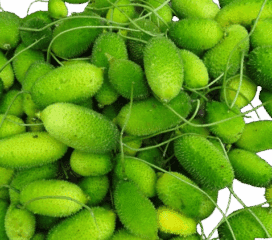 Indian Big kantola