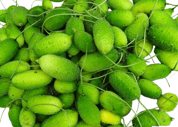 Indian Big kantola